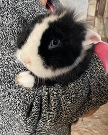 Coniglio testa di leone