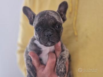 Bulldog francese