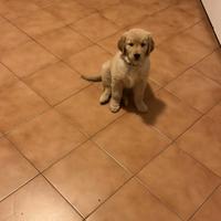 Cucciolo Golden retriever
