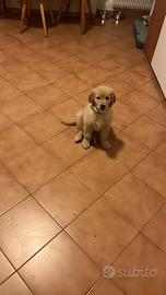 Cucciolo Golden retriever