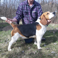 Beagle con pedigree per accoppiamento