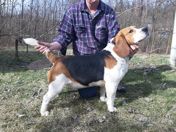 Beagle con pedigree per accoppiamento