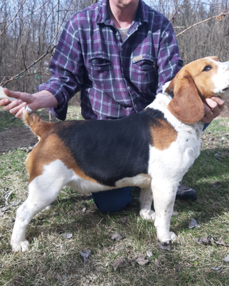 Beagle con pedigree per accoppiamento