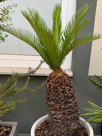 Cycas Revoluta 40 anni + vaso bianco design Deroma