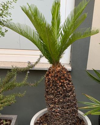 Cycas Revoluta 40 anni + vaso bianco design Deroma