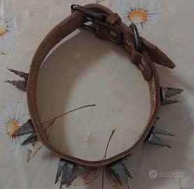 collari per cani antilupo