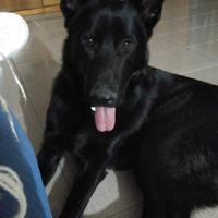 Maschio di pastore tedesco disponibile per monta