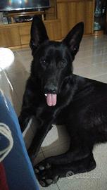 Maschio di pastore tedesco disponibile per monta