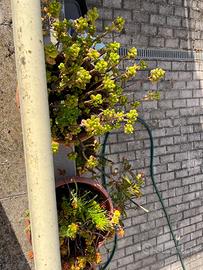 Set di piante grasse