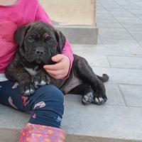 Cucciolo maschio cane corso