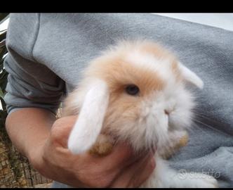 Coniglio nano ariete mini lop