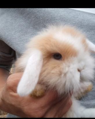 Coniglio nano ariete mini lop
