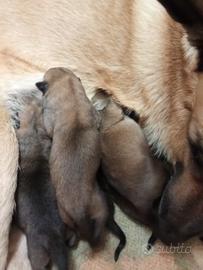 Pastore belga Malinois