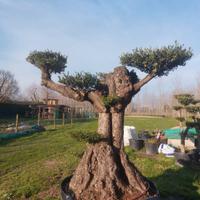 olivo a bonsai