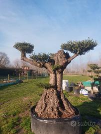 olivo a bonsai