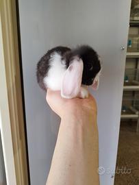 Coniglio nano ariete mini lop