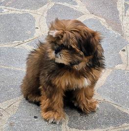 Cucciolo maschio di shihtzu