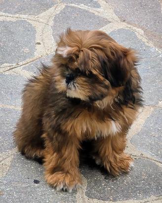 Cucciolo maschio di shihtzu