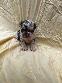 Bulldog francese