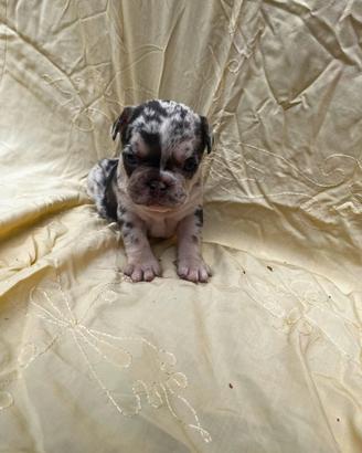 Bulldog francese
