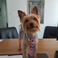 Fidanzatina yorkshire