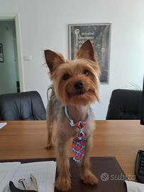 Fidanzatina yorkshire