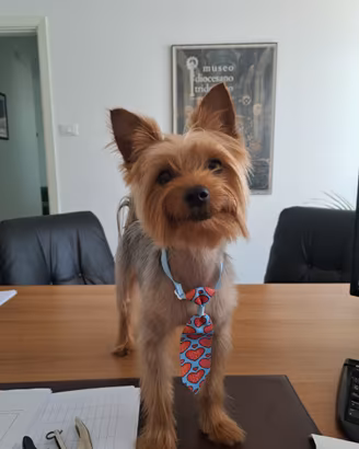 Fidanzatina yorkshire