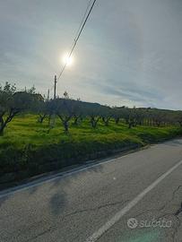 Uliveto