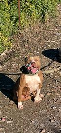 American pitbull cuccioli