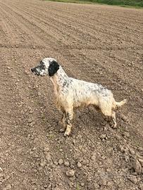 Setter inglese disponibile per monta