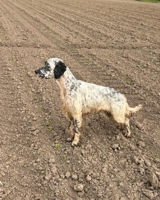 Setter inglese disponibile per monta