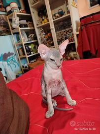 Sphynx gattino
