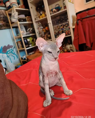 Sphynx gattino