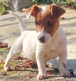 Jack russell terrier