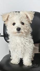 Cucciolo di bichon frise