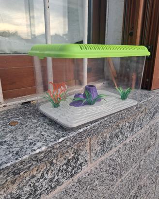 vaschetta con pesce