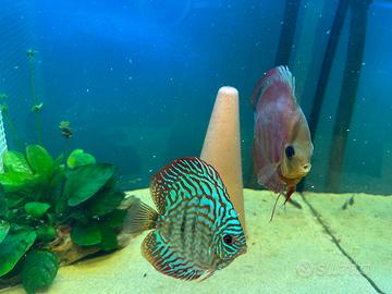 Due copie. Di discus già riprodotto