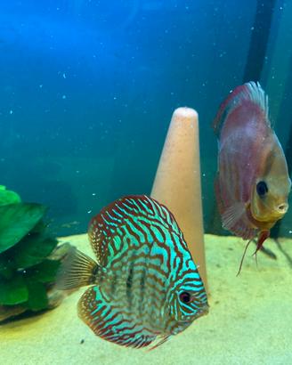 Due copie. Di discus già riprodotto