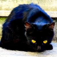 Angora Turco maschio 8 mesi - dolcissimo