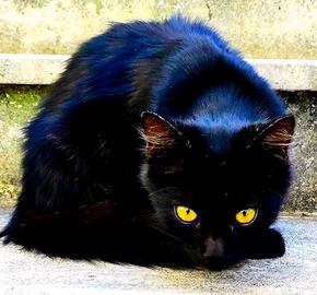 Angora Turco maschio 8 mesi - dolcissimo