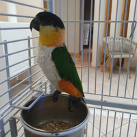 Caicco testa nera
