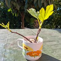 Bonsai fico