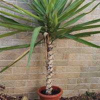 Pianta Yucca da 1 metro