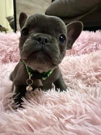 Cuccioli bulldog francese blu