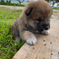 Cucciolo shiba inu