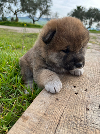 Cucciolo shiba inu