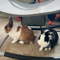 Conigli nani testa di leone regalasi