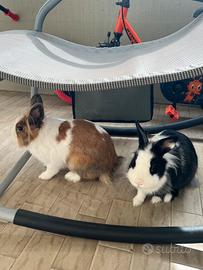 Conigli nani testa di leone regalasi