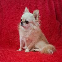 Chihuahua Stalloncino con pedigree Enci