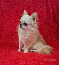 Chihuahua Stalloncino con pedigree Enci